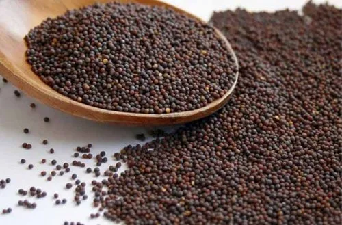 Mustard seeds- Premium quality with grading