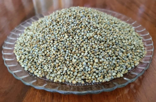 Pearl Millet (Pennisetum glaucum)